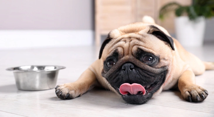July Newsletter: Signs of Heatstroke in Pets