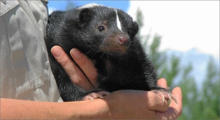 Skunks