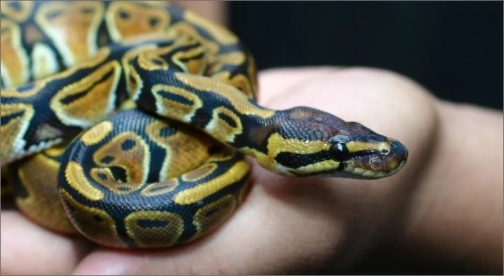 Snakes