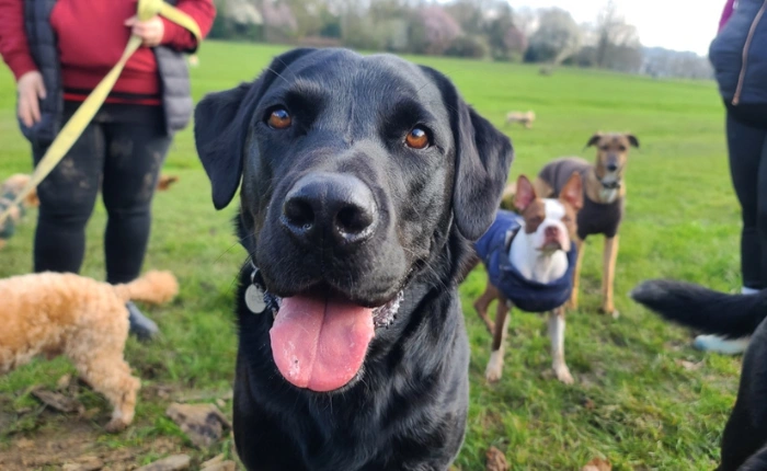 May Newsletter: Socialization Tips for Puppies and Adult Dogs