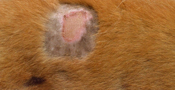 Staph Infections & Your Pet