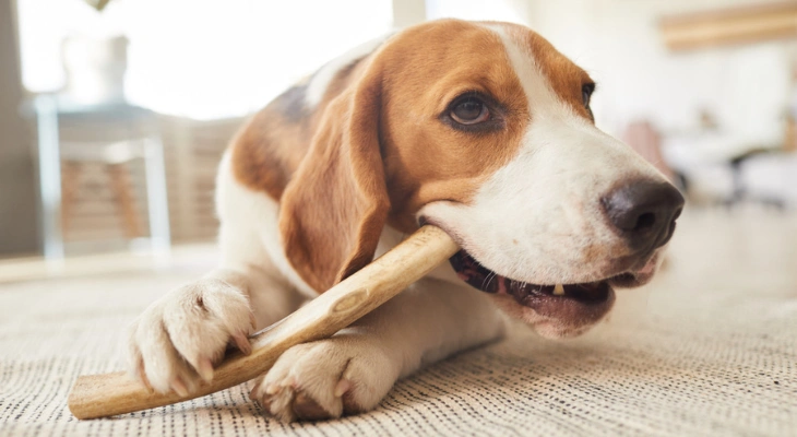 April Newsletter: The Benefits of Dental Chews for Dogs
