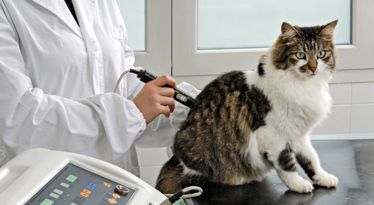 March Newsletter: The Benefits of Laser Thearpy for Pets