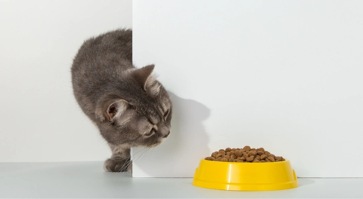 February Newsletter: The Benefits of Proper Nutrition for Pets