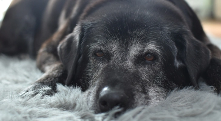 June Newsletter: The Best Foods to Keep Your Senior Pet Happy and Healthy