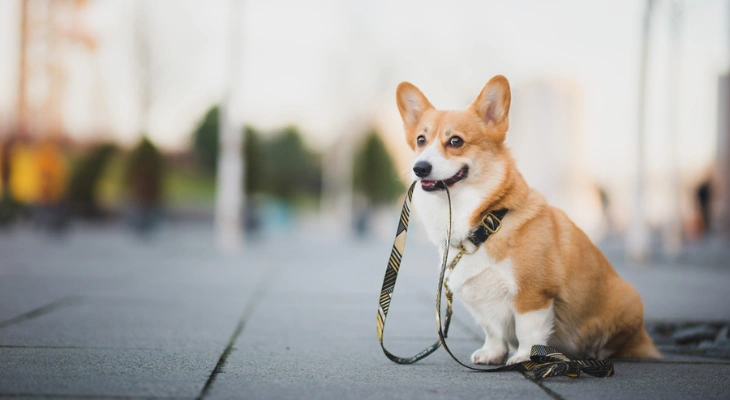 October Newsletter: The Importance of Daily Dog Walks