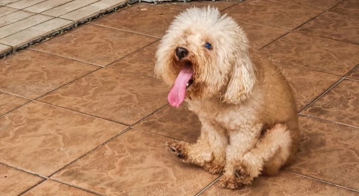 February Newsletter: The Importance of Deworming for Your Pet