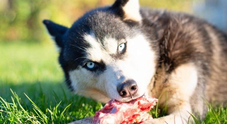 November Newsletter: The Importance of Protein in Your Dog’s Diet