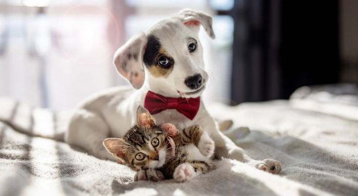 October Newsletter: The Long-Term Benefits of Spaying and Neutering