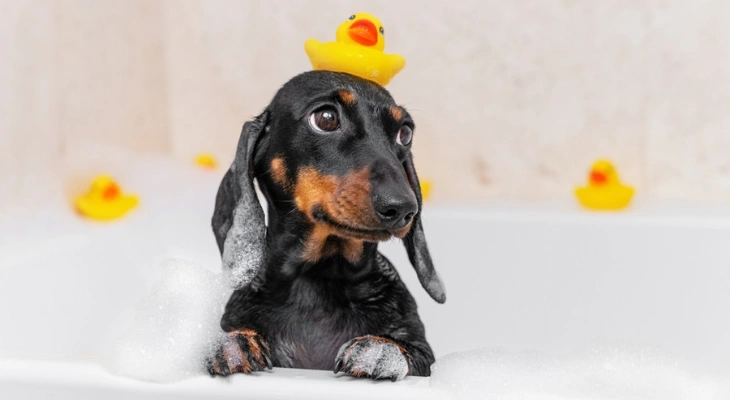 August Newsletter: Tips on Grooming Your New Puppy