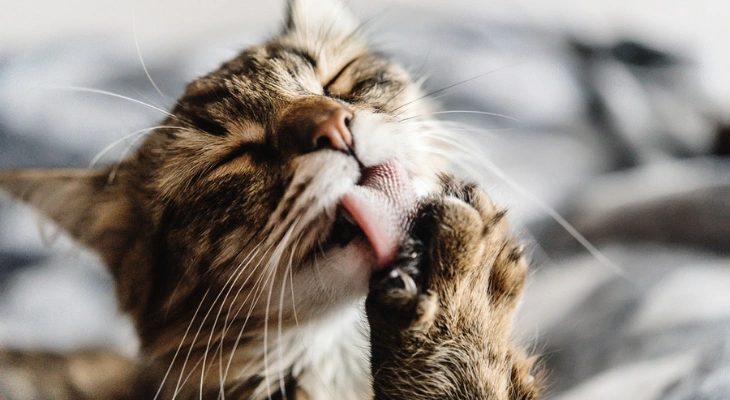 March Newsletter: Tips to Prevent Your Cat from Overgrooming