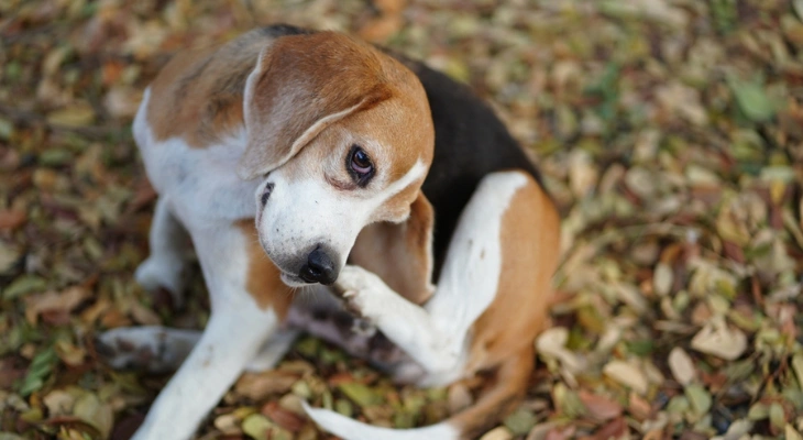 October Newsletter: Top Signs Your Pet Is Having an Allergic Reaction