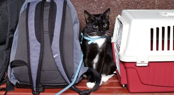 Travel by Bus or Train