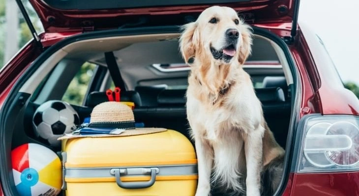 Travel by Car