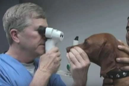 Veterinary Ophthalmology