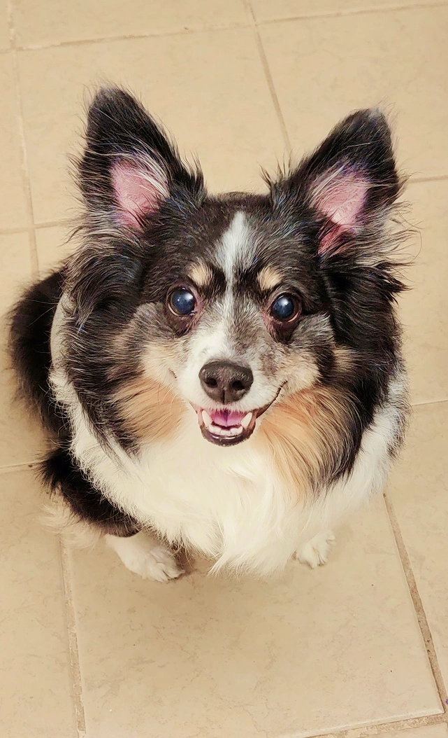 We’re Excited to Meet You & Your Pet