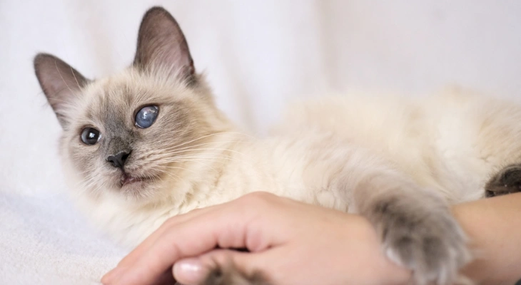 November Newsletter: What Causes Cataracts in Cats and How Are They Treated?