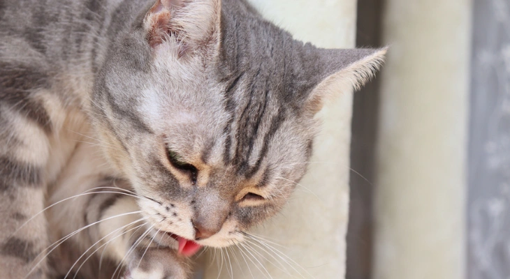 February Newsletter: What Causes Nausea in Cats?
