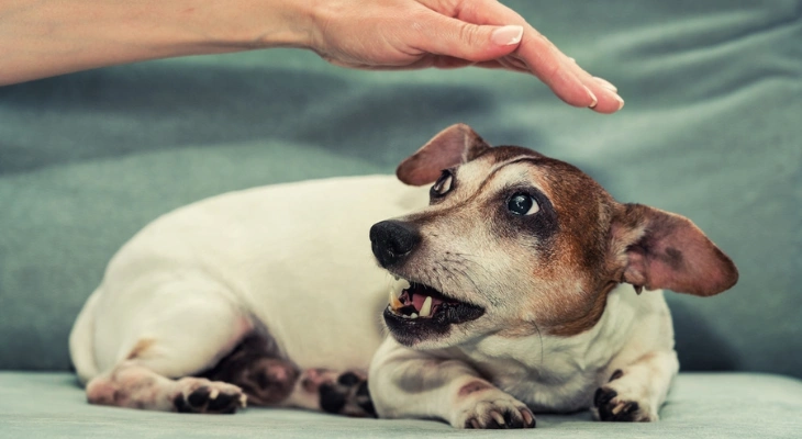 December Newsletter: What Causes Stomatitis in Dogs?