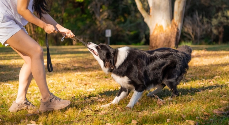 July Newsletter: What Is Leash Reactivity and How Is It Managed?