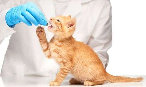 What You Need to Know About Antibiotics