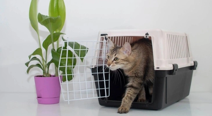 December Newsletter: What is the 3-3-3 Rule When Adopting a New Pet?
