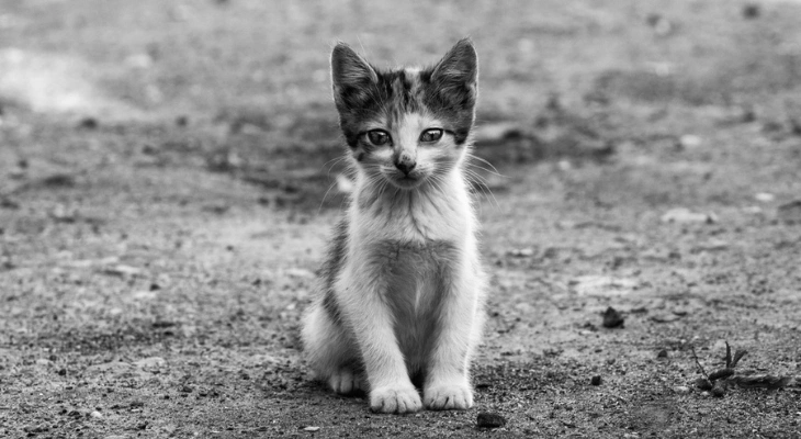 July Newsletter: When Is the Right Time to Microchip Your Pet?
