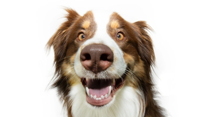 August Newsletter: When Should You Start Dental Care for Your Pet?