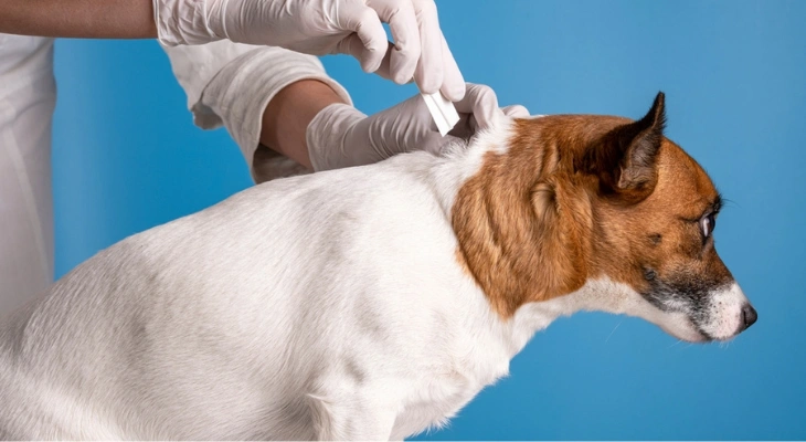 December Newsletter: When to Start Flea and Tick Prevention for Your Puppy