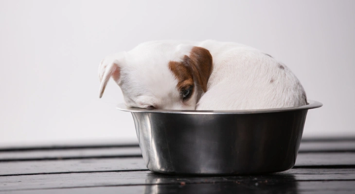 October Newsletter: When to Switch from Puppy Food to Dog Food