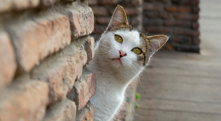 November Newsletter: Why You Should Microchip Your Cat