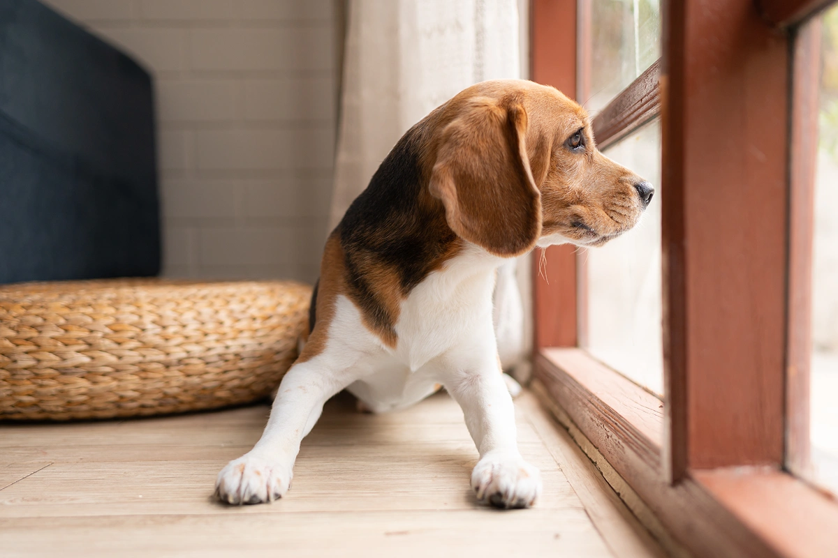 Are You Leaving Your Pet Alone?