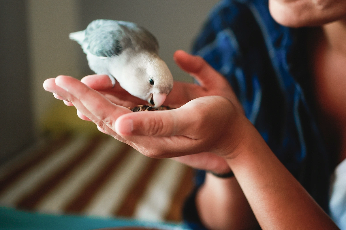 Bird Grooming – Wings, Beaks & Nails