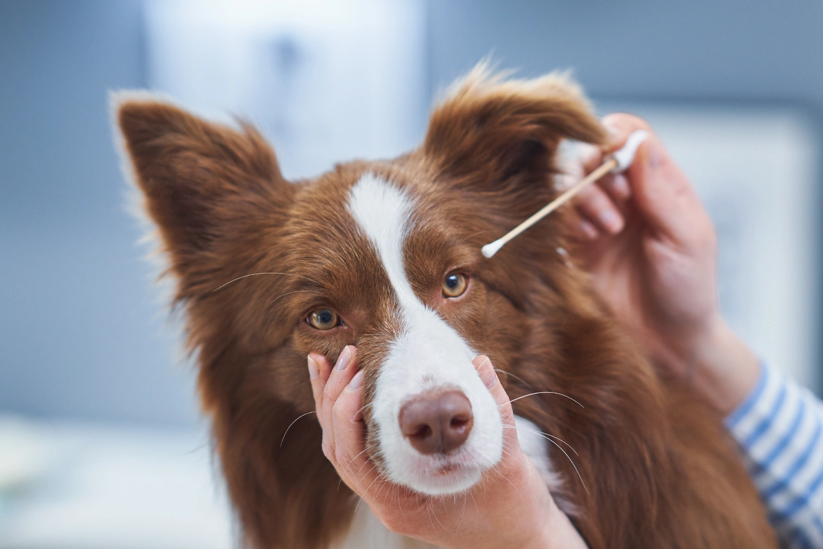Bringing Dog Vision in Focus