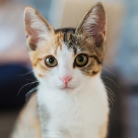 Cat Vaccinations