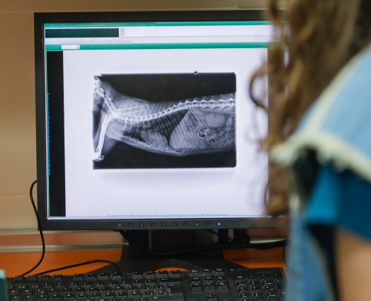 Diagnostic veterinary care for pets using advanced testing and imaging equipment.