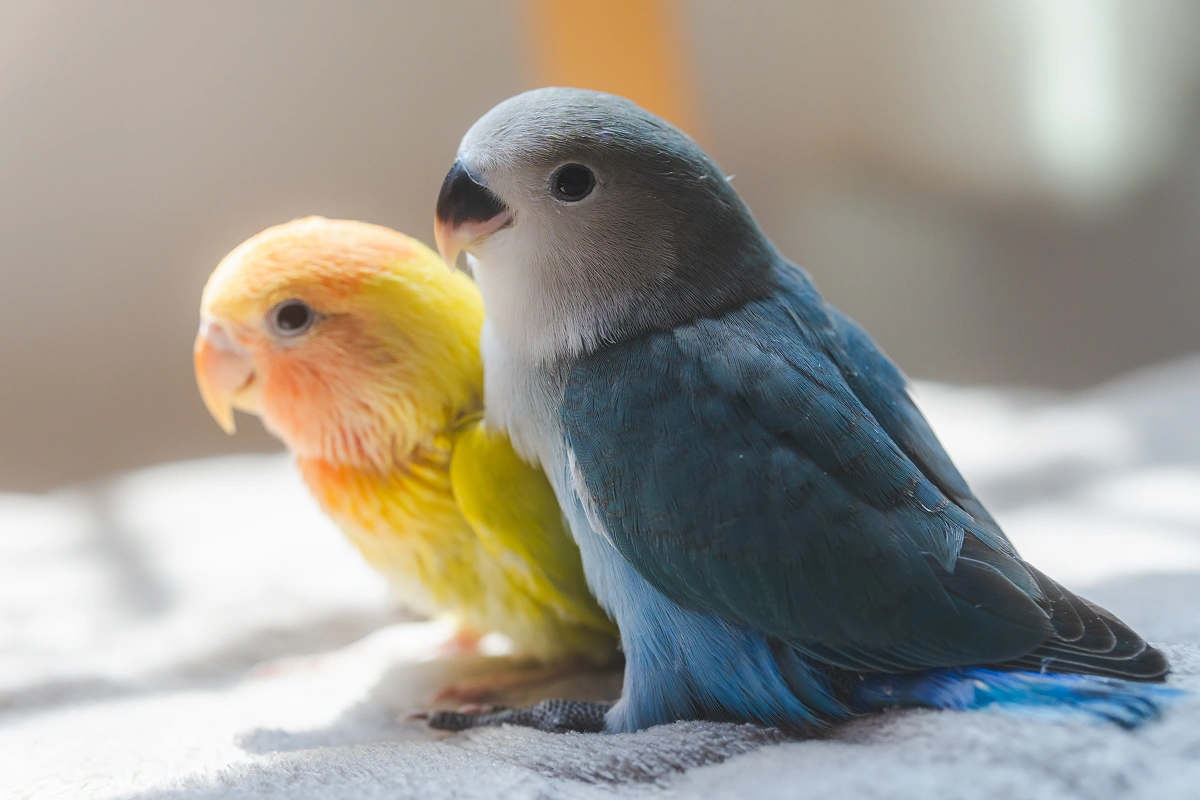 Does Your Bird Need a Blankie?