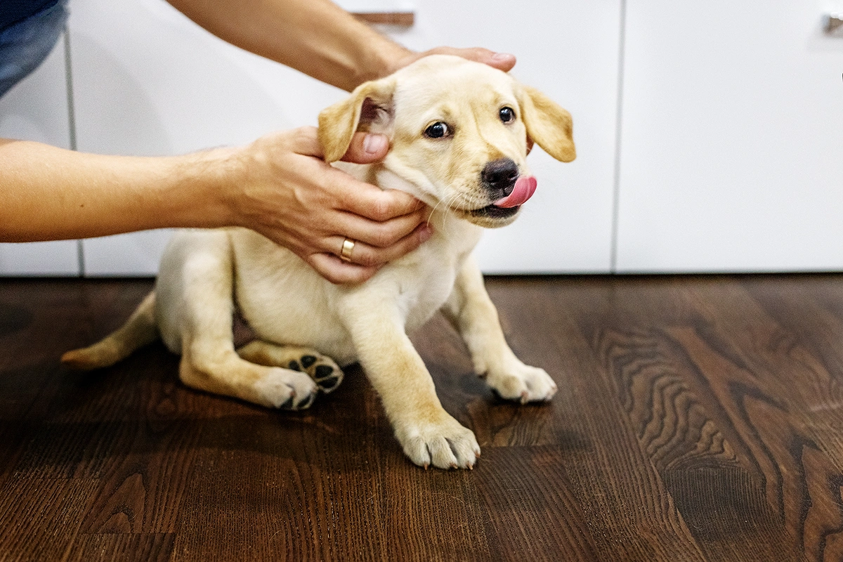 Does Your Young Dog or Puppy Have Pain or Lameness?