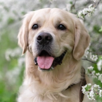 Dog Vaccinations