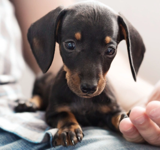 Veterinary team providing emergency and urgent care for a sick or injured pet.