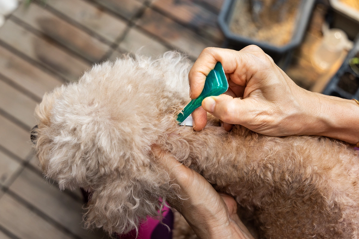 Flea Preventative Medications: Oral vs. Topical