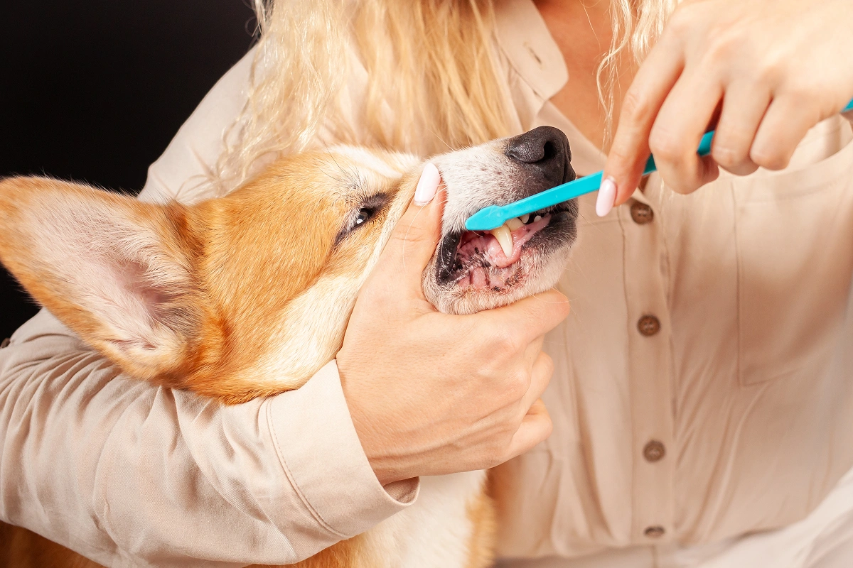 How to Clean Your Pet’s Teeth