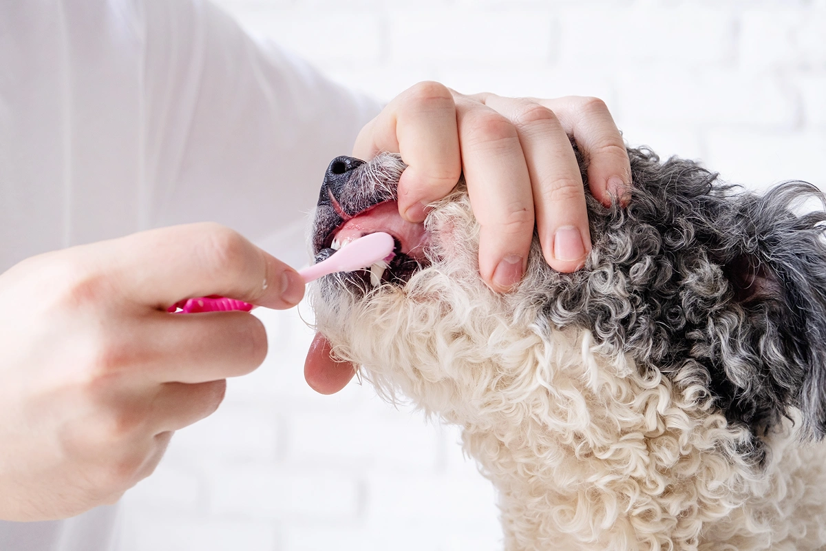 How to Control Bad Breath in Pets: Tips & Tricks