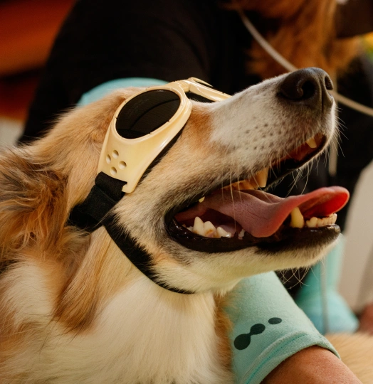 Veterinary laser therapy treatment helping improve healing and reduce pain in pets.