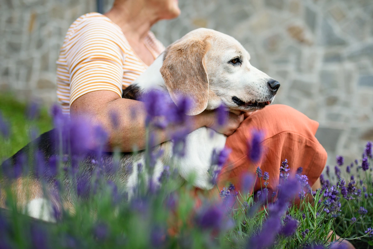 Natural Stress Relief for Pets