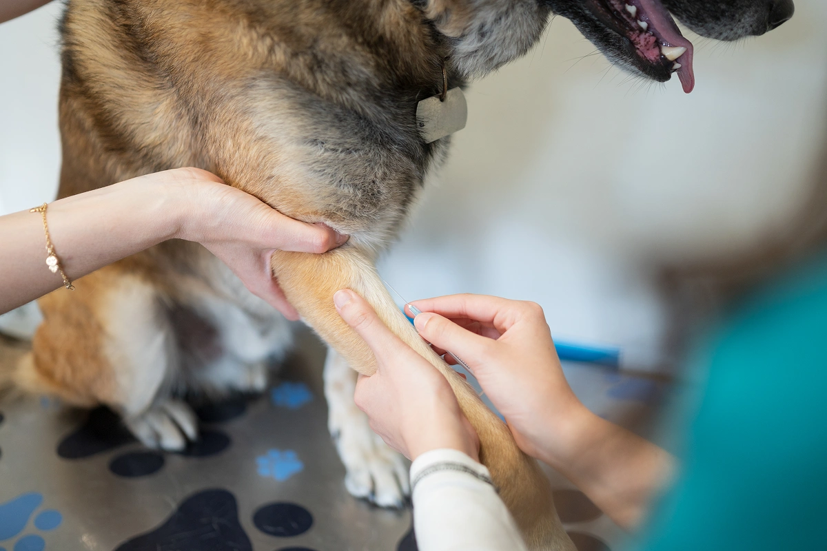 Orthopedic Care for Dogs