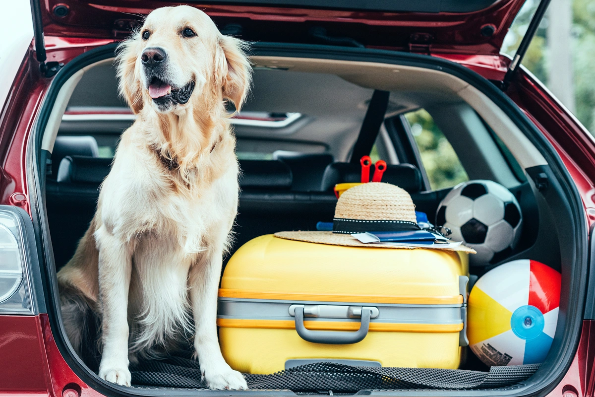 Pet Travel Tips