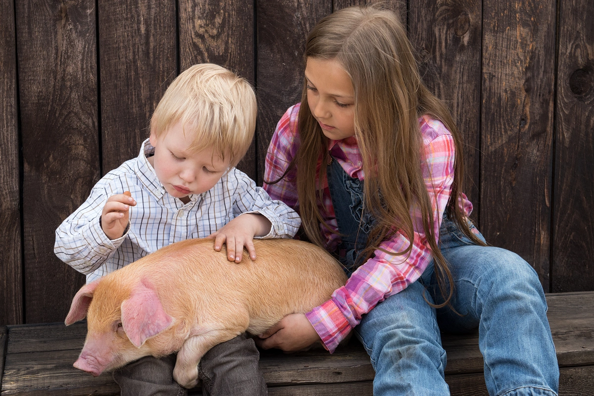 Pigs as Family Pets