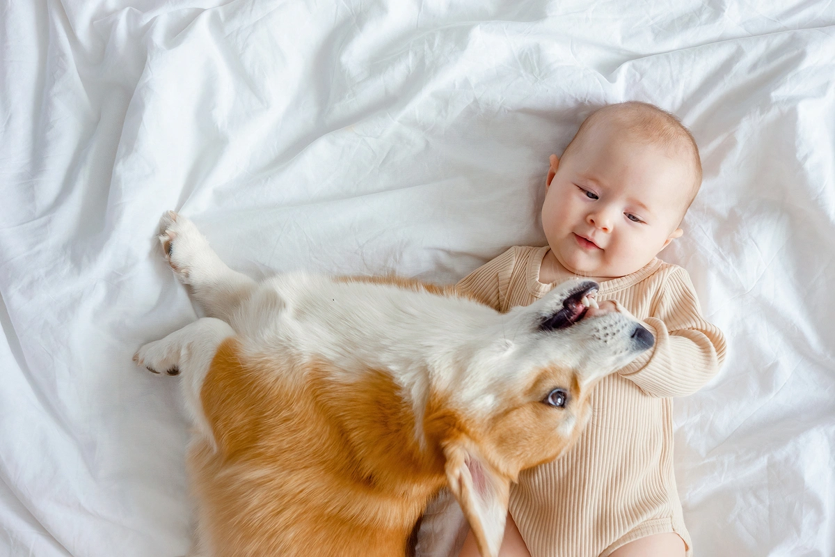 Preparing Your Pet for the Arrival of a New baby