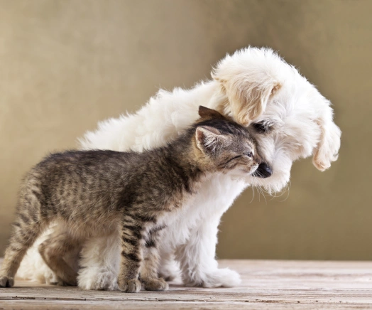 Puppy and kitten receiving preventive veterinary care during a wellness visit.